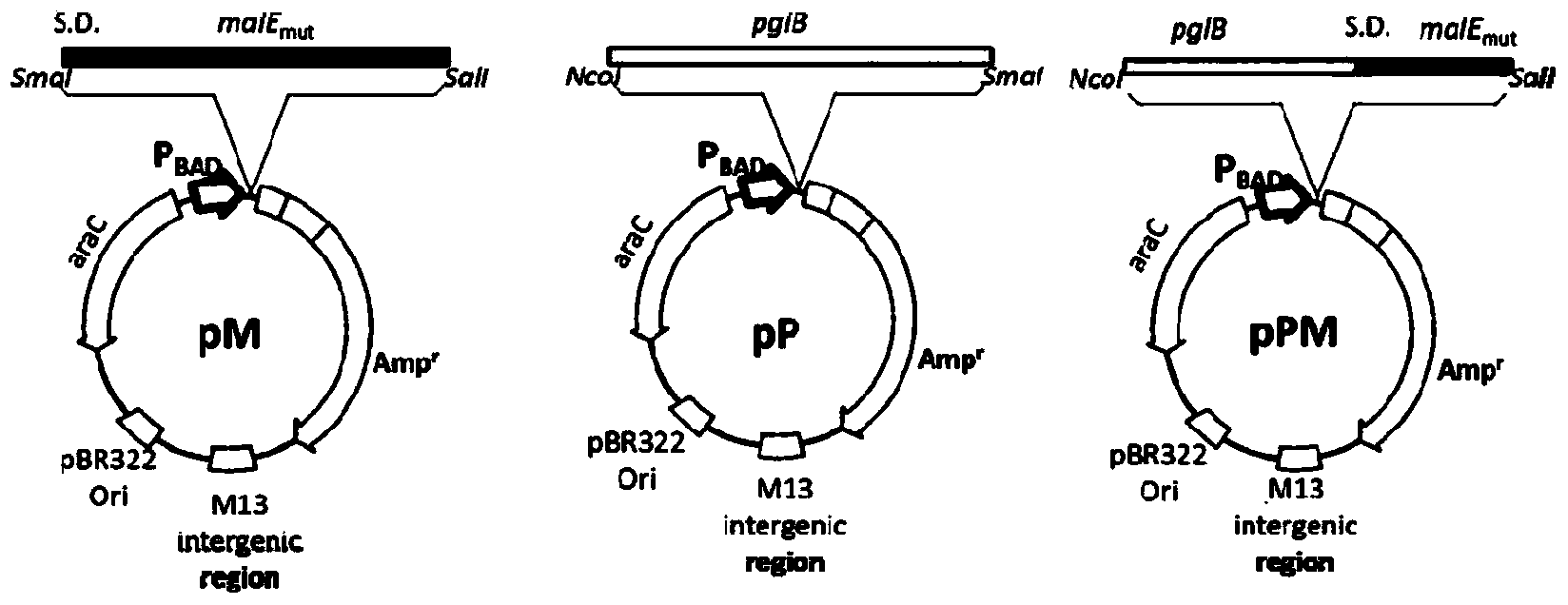 Glycosylated maltose binding protein, and preparation method and application thereof