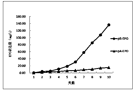 Method for fast screening mammal cell strain having high exogenous protein expression level