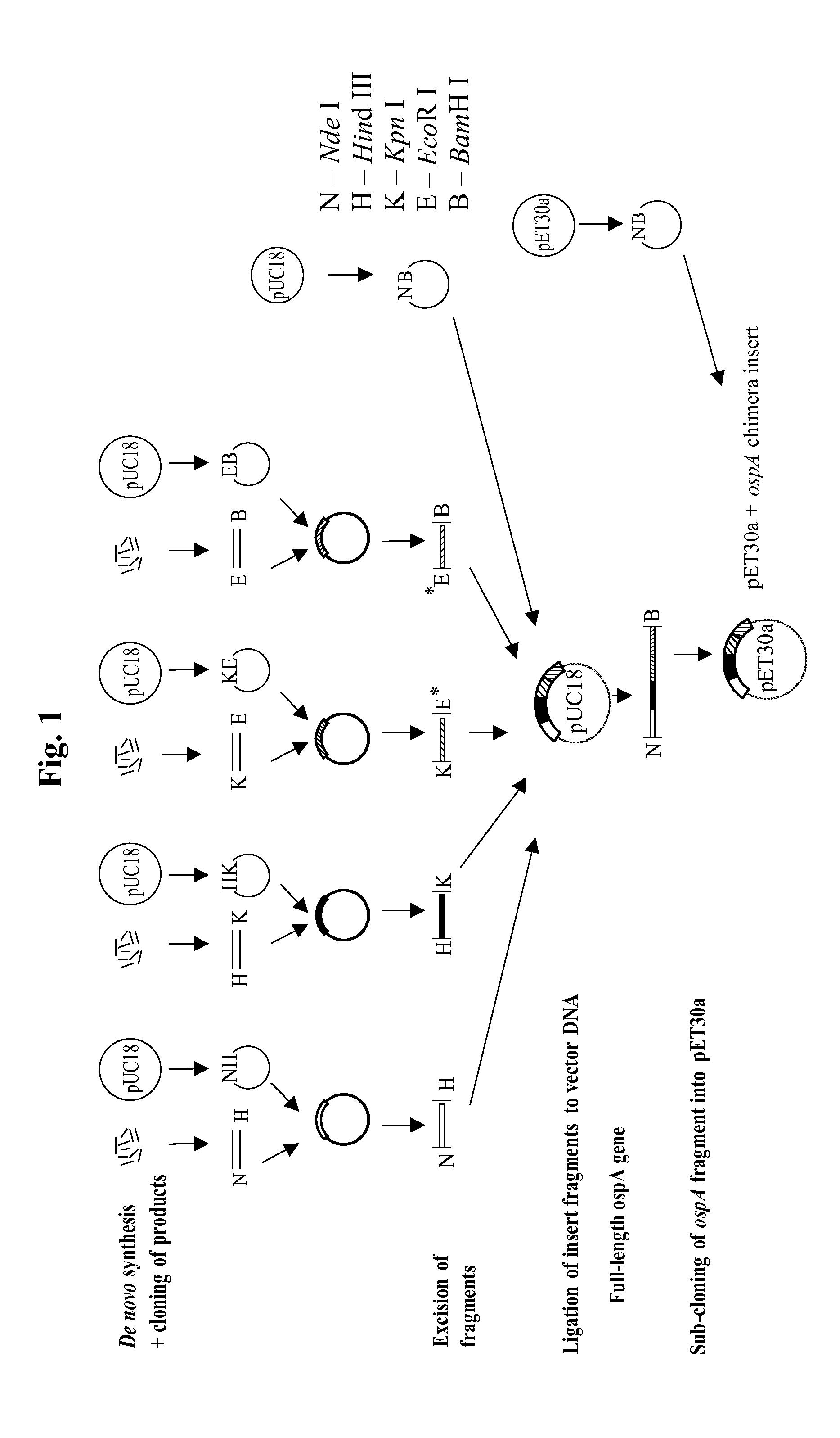 Chimeric ospa genes, proteins, and methods of use thereof