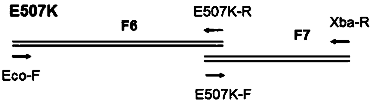DNA polymerase with increased gene mutation specificity and PCR buffer composition for increasing activity thereof
