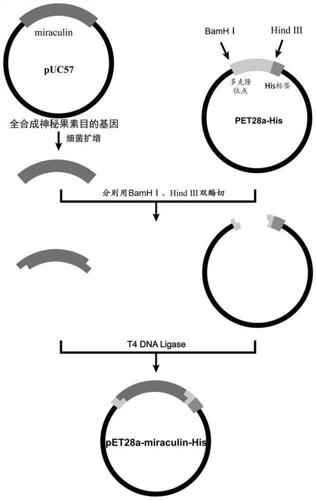 Miraculin recombinant protein and expression and purification method thereof