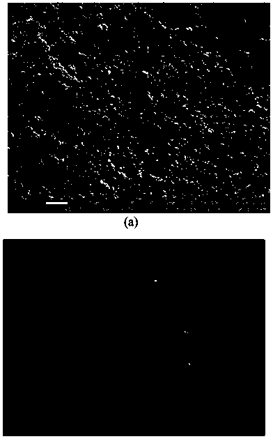 Palladium nanoparticle/ceramic hydrogen permeation membrane composite material and preparation method thereof
