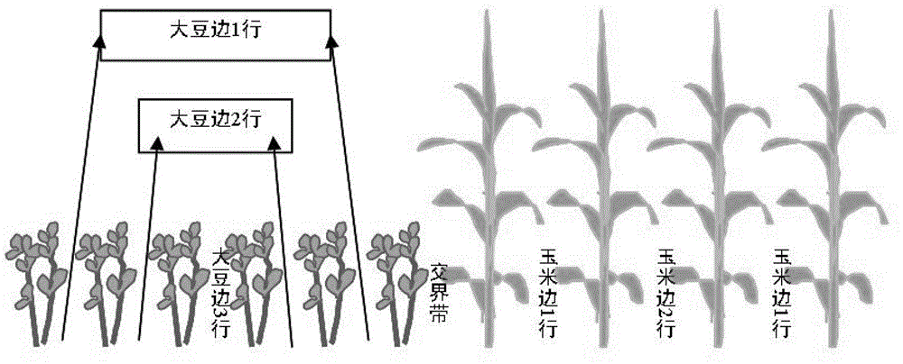 Method for preventing and controlling nitrate leaching loss of soil in dry farming land of North China Plain by utilizing mode of interplanting corn and soybean
