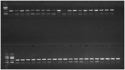Saline-alkaline tolerant molecular marker C1480 of portunus trituberculatus and application thereof