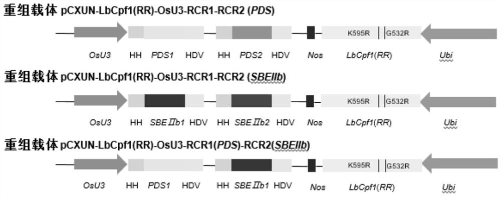 Use of lbcpf1-rr mutants for CRISPR/cpf1 system in plant gene editing