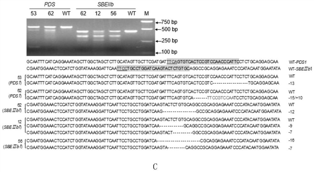 Use of lbcpf1-rr mutants for CRISPR/cpf1 system in plant gene editing