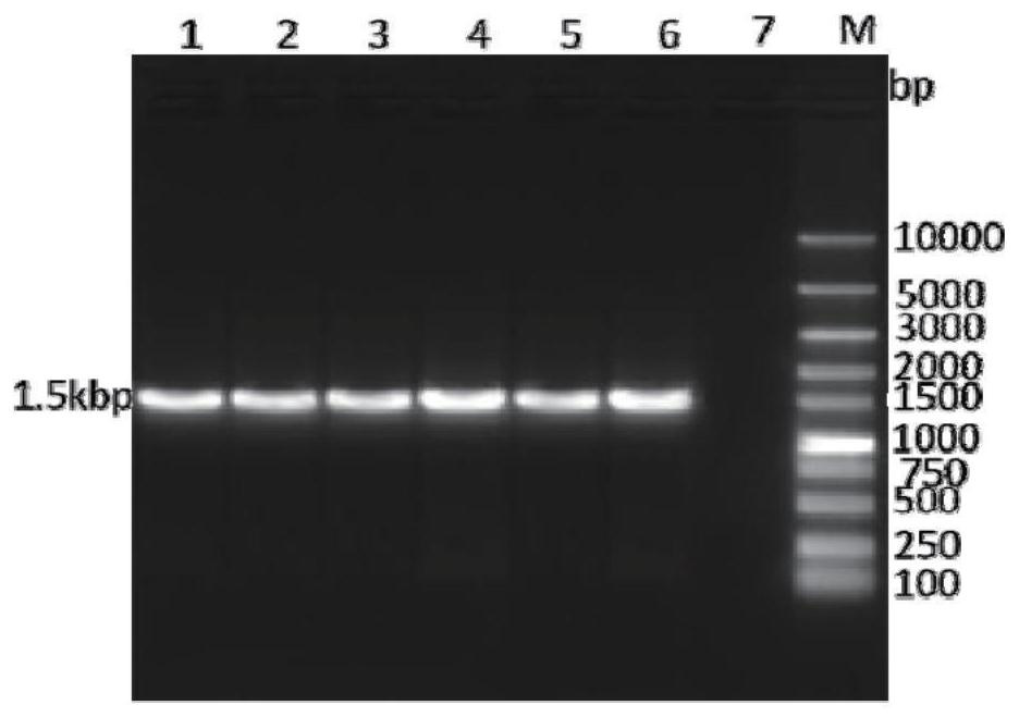 Genetic engineering subunit vaccine of goat contagious pleuropneumonia as well as preparation method and application thereof