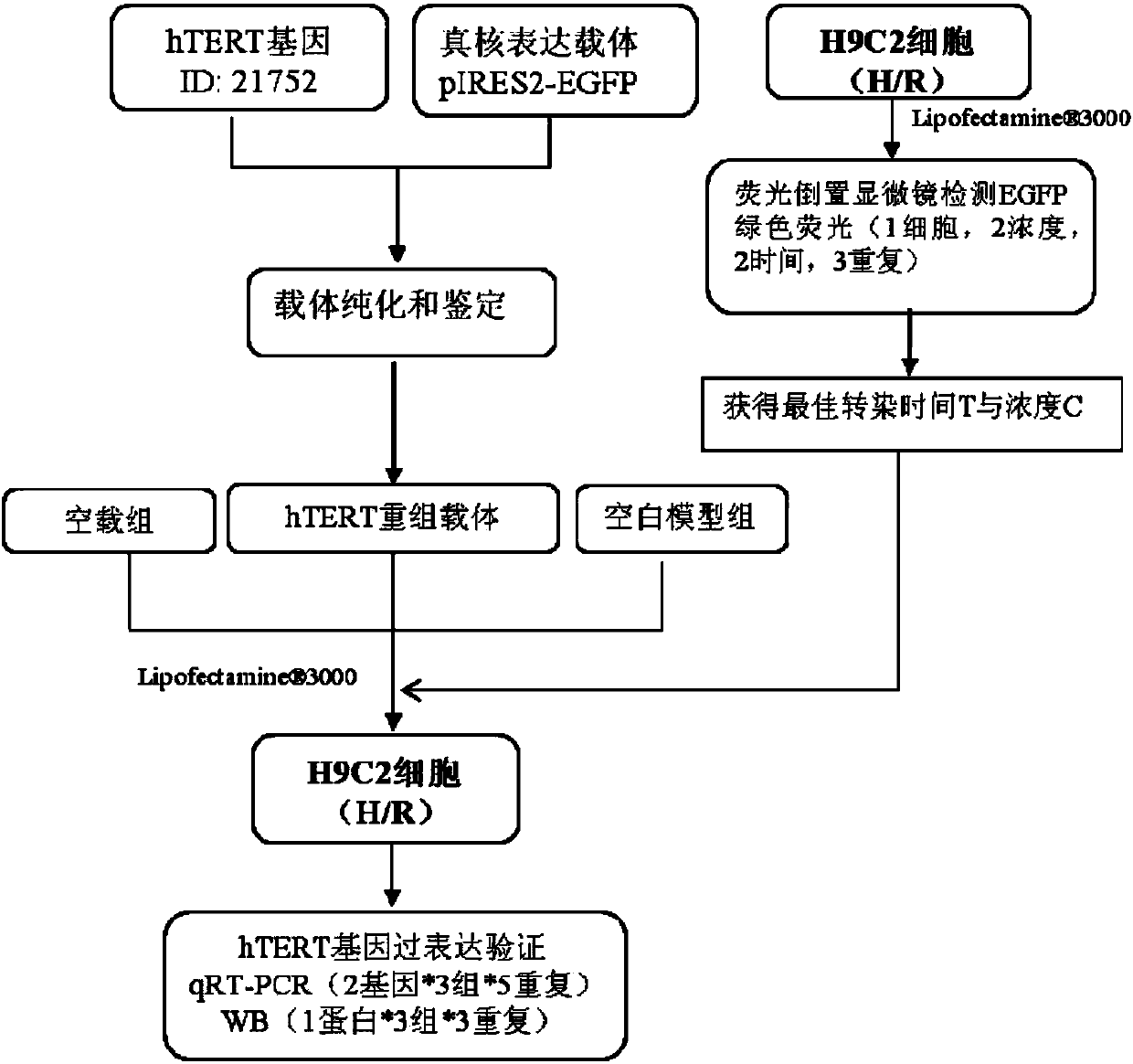 Identification method and system for anoxia-reoxygenation injury of myocardial cells