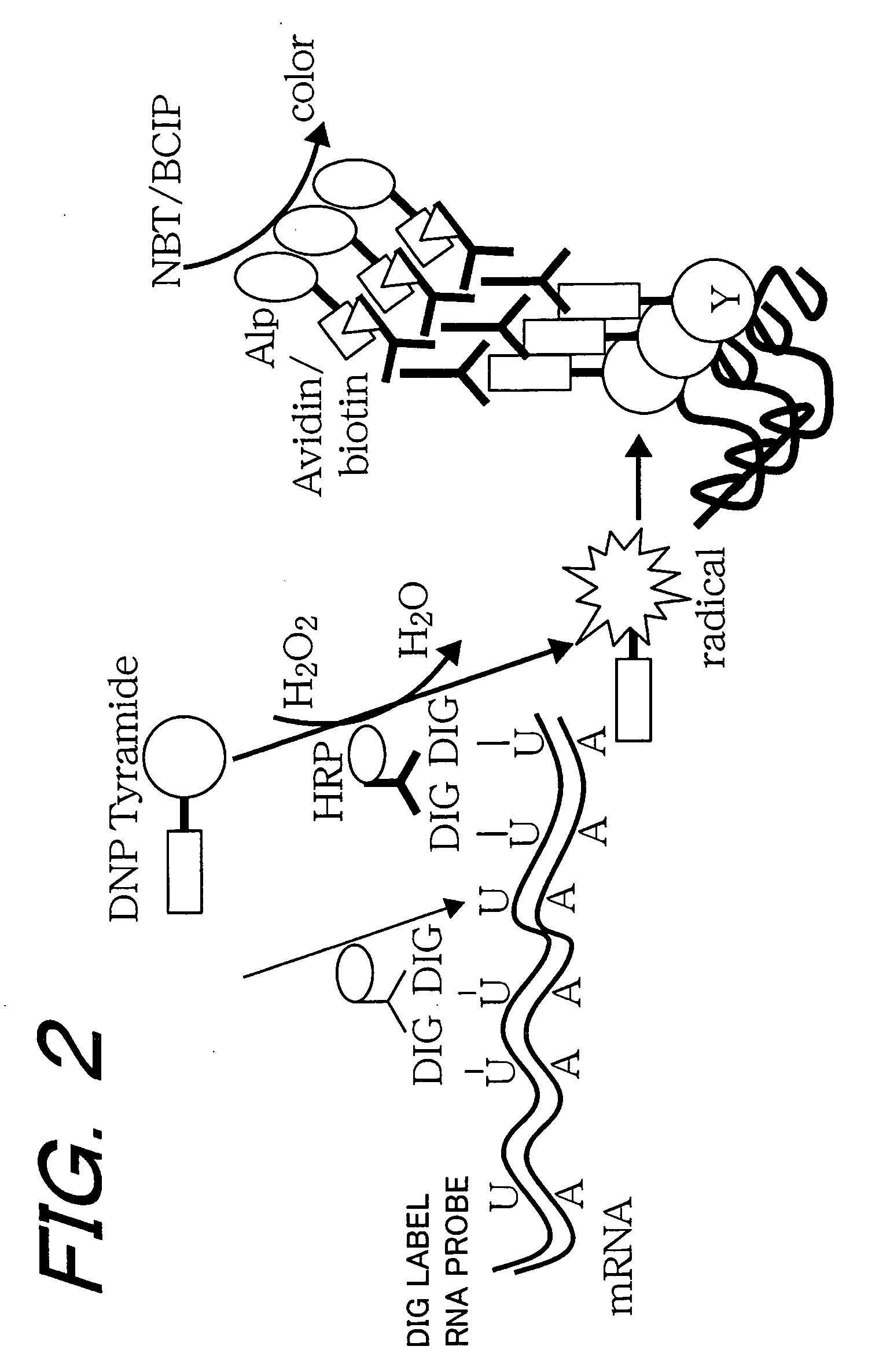 Method of Analyzing Biosample by Laser Ablation and Apparatus Therefor