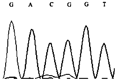 Gene molecular marker related to yak physique, detection method and kit
