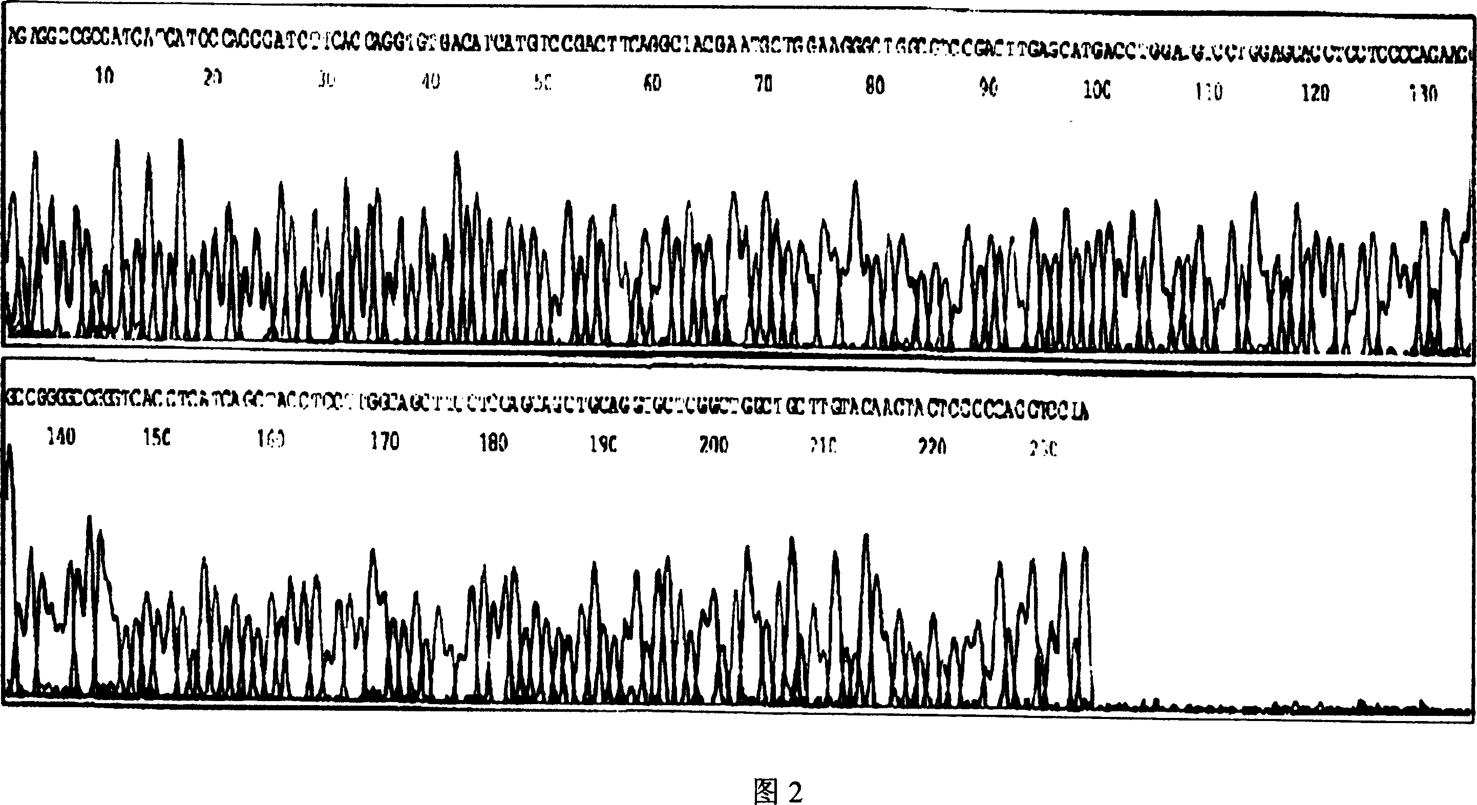 Process of detecting cell splitting periodic protein gene 6 in tumour susing uracil glucosidase method