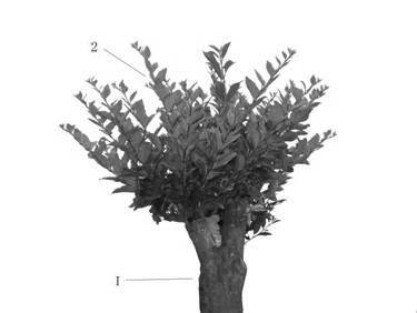 Application of high-head changing grafting method to cultivation of solver-leaf ligustrum liukiuense