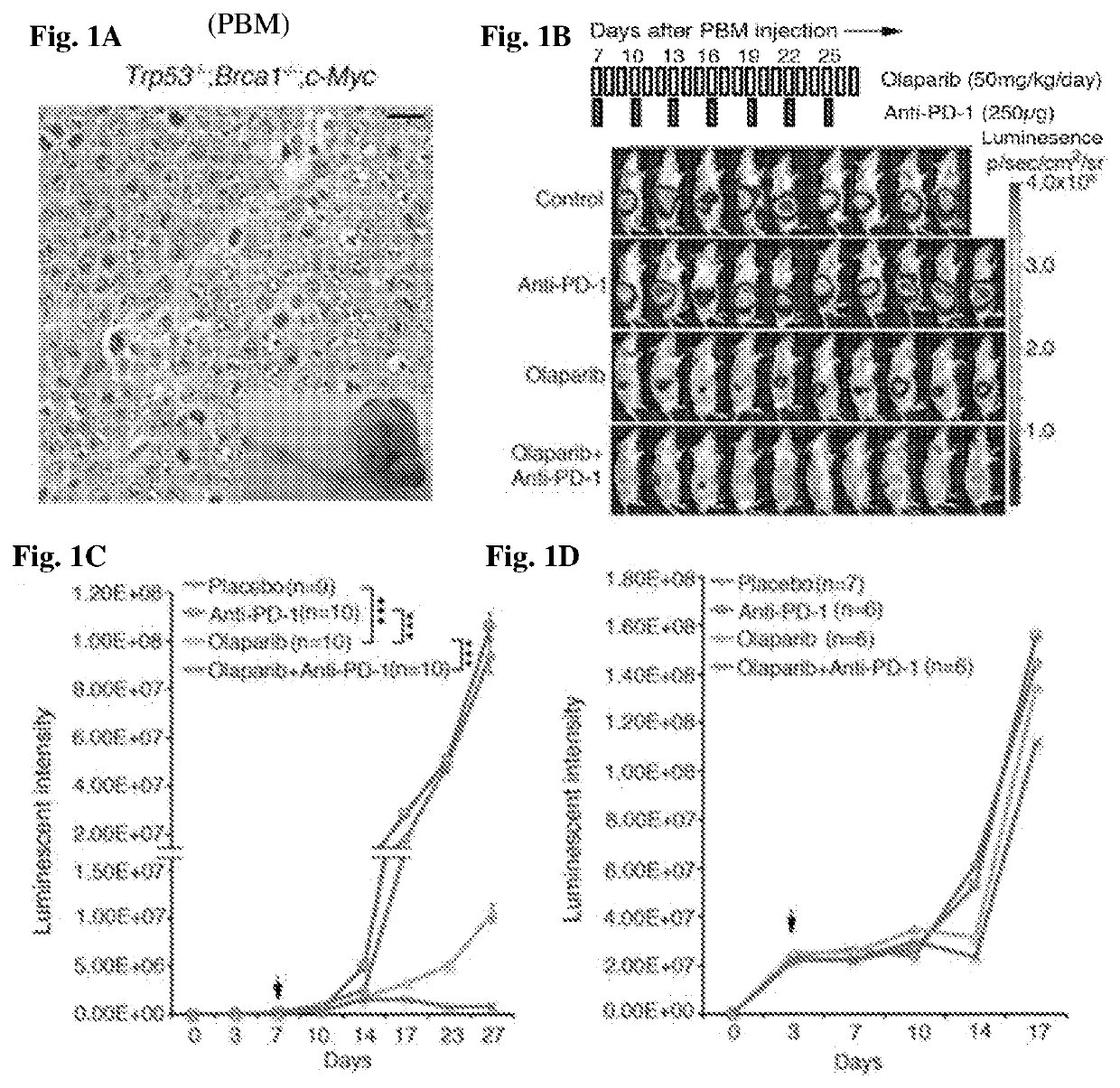 Cancer vaccine compositions and methods for using same to treat cancer