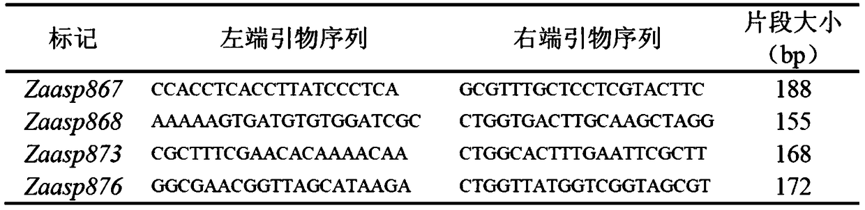 Molecular markers and screening methods for the gene loci of the full-brown trait of the pear cultivar 'Qingxiang'