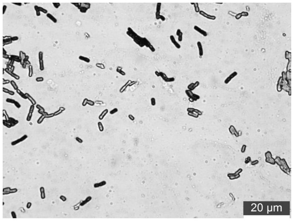 Bacillus cereus and use thereof