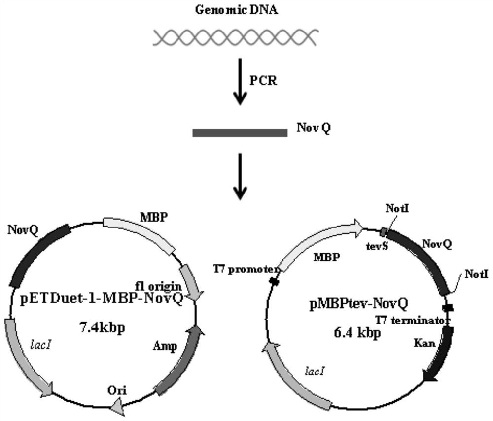 A fermentation and one-step purification method for obtaining aromatic prenyltransferase