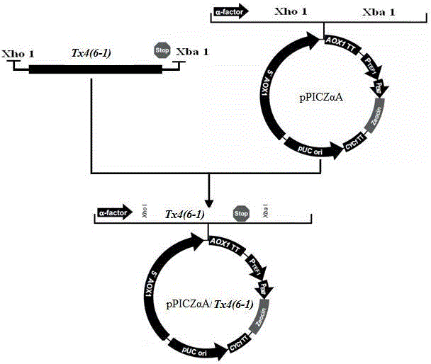 Preparation method for spider neurotoxin TX4(6-1) recombinant protein