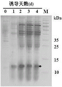 Preparation method for spider neurotoxin TX4(6-1) recombinant protein
