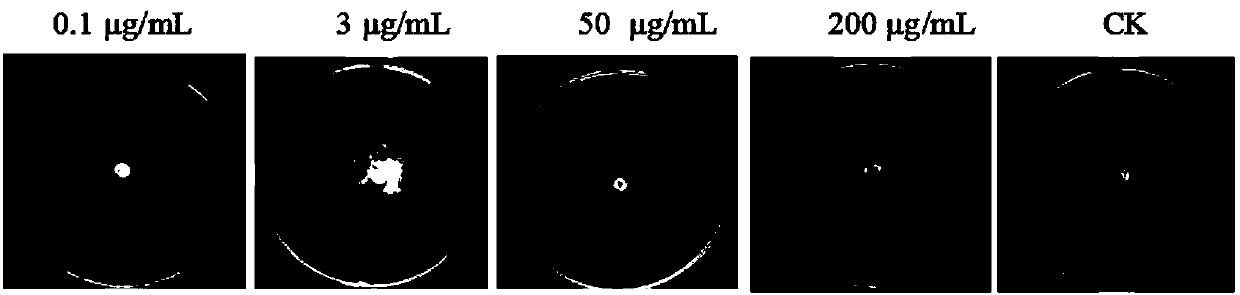 Application of mycophenolic acid in inhibiting Peronophythora litchii