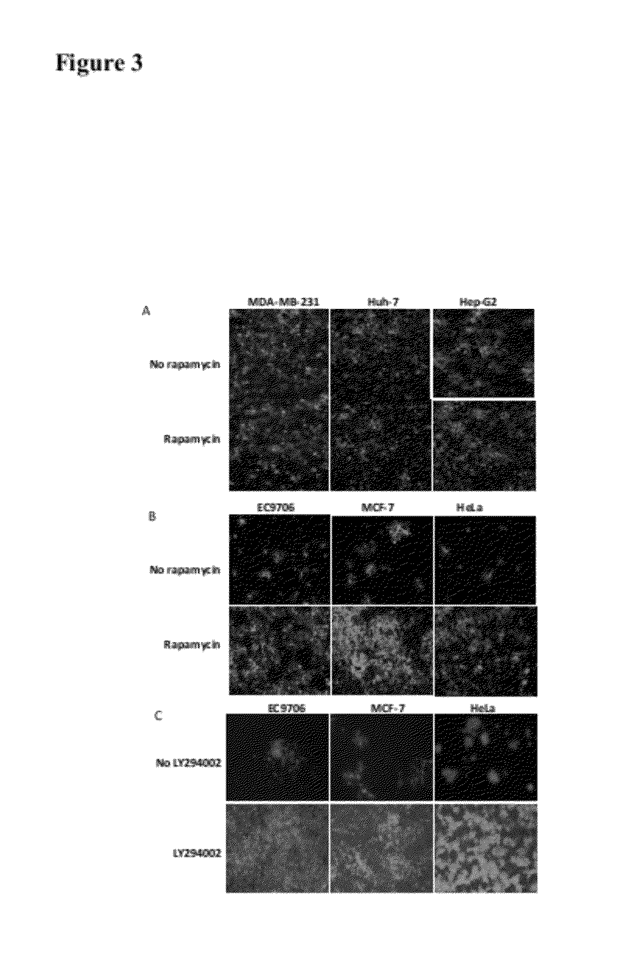 Method for increasing the replication of oncolytic HSVs in highly resistant tumor cells using mTOR pathway and PI3K inhibitors