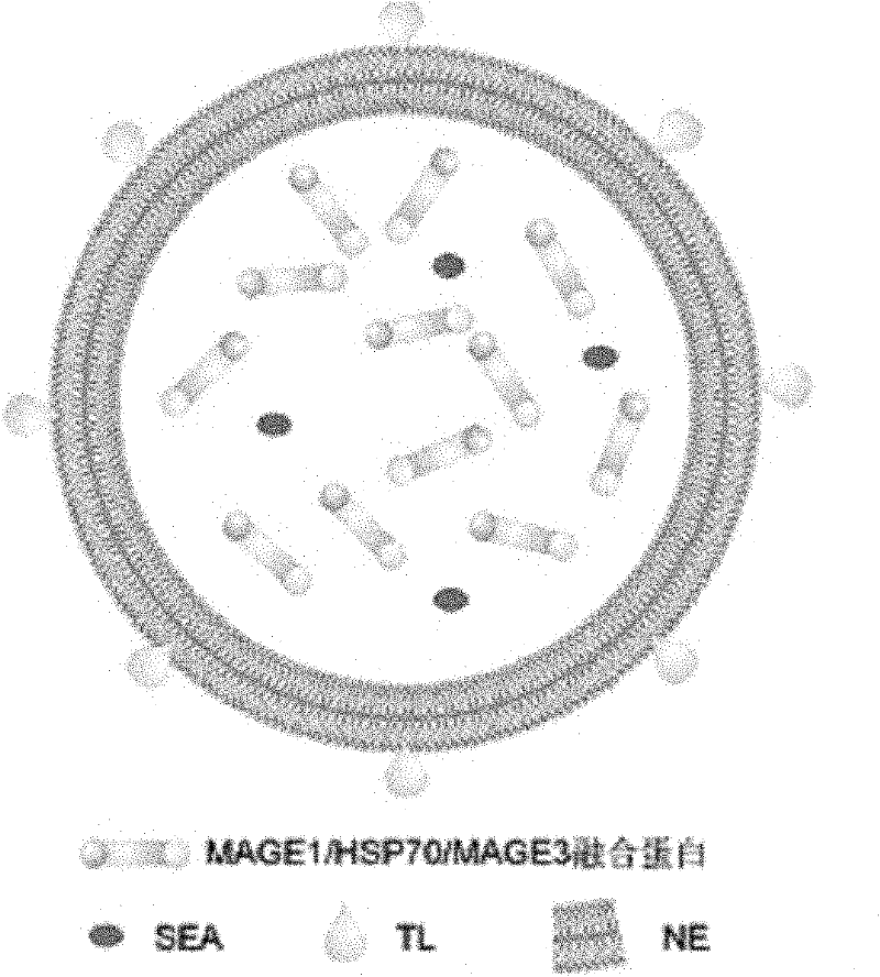 Oral cancer nano vaccine and structuring method thereof