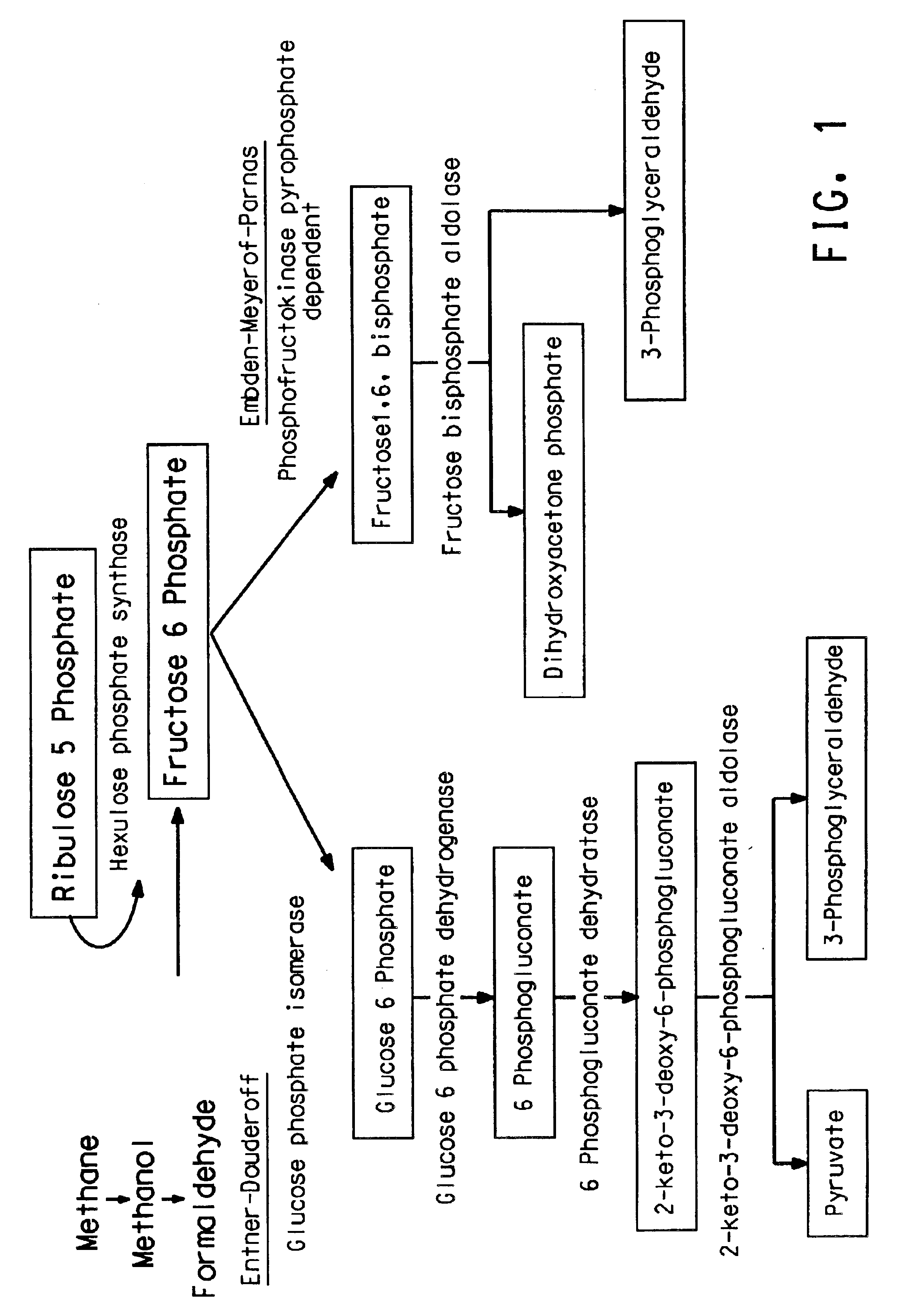 Methanotrophic carbon metabolism pathway genes and enzymes