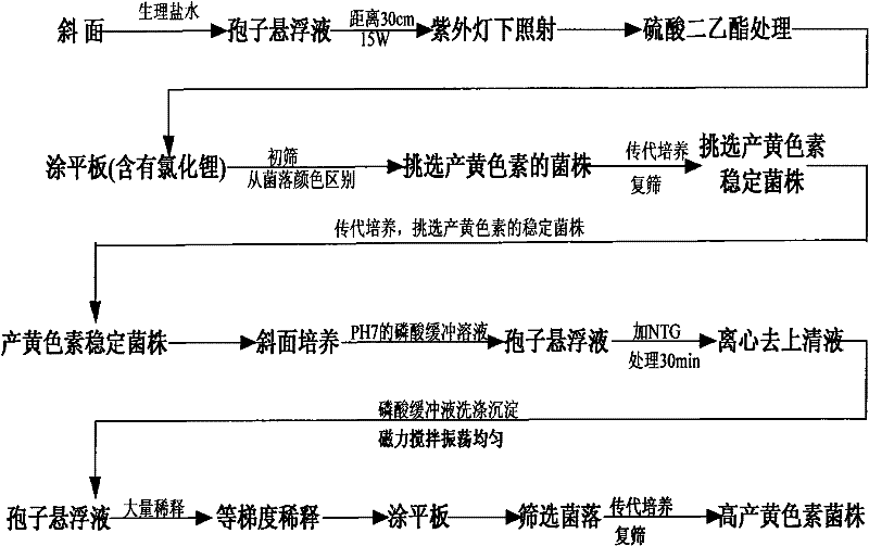 Monascus anka, and solid-state fermentation color-production method and application thereof