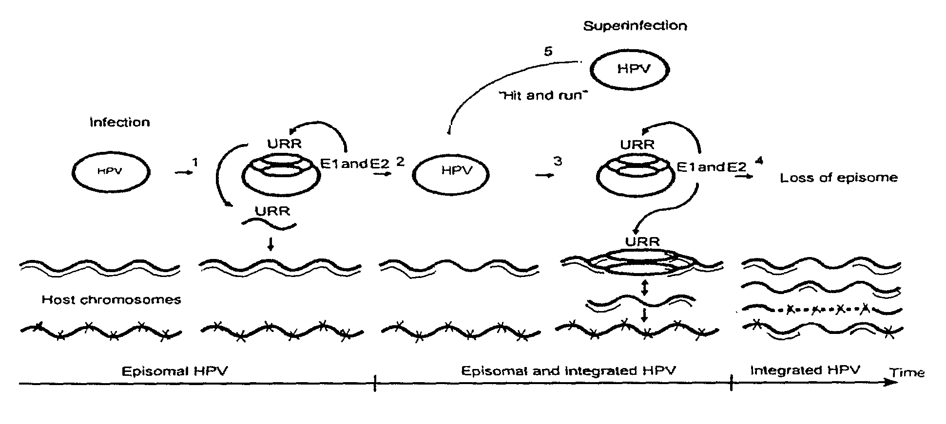 Method for introducing changes into a eukaryotic genome in vivo and a kit