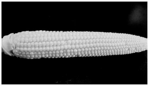 Method of transient expression of exogenous genes by endosperm protoplasts