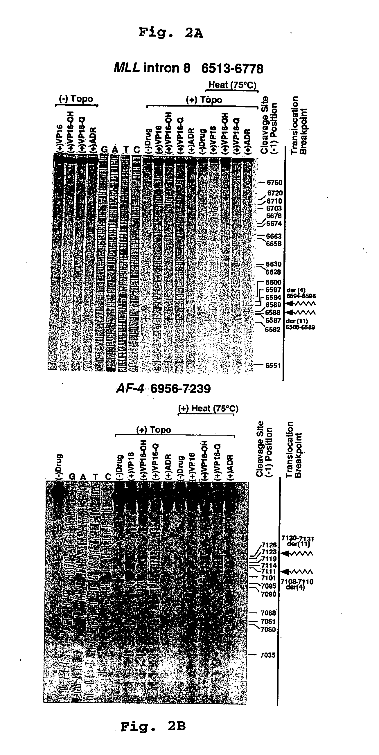 Compositions and methods for the detection of DNA topoisomerase II complexes with DNA