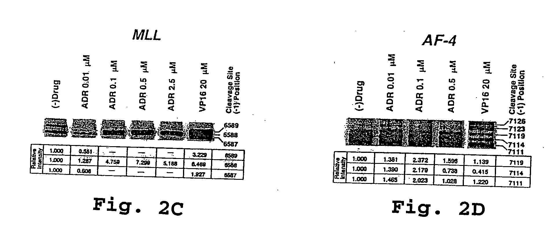 Compositions and methods for the detection of DNA topoisomerase II complexes with DNA