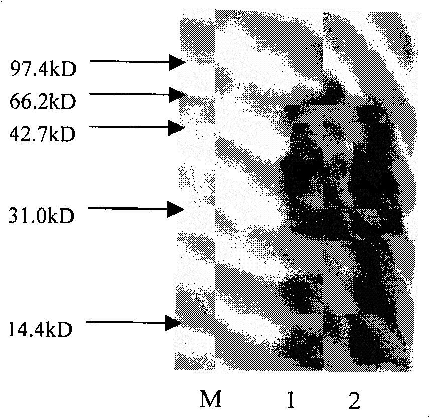 Nitrilase as well as preparation method and application thereof