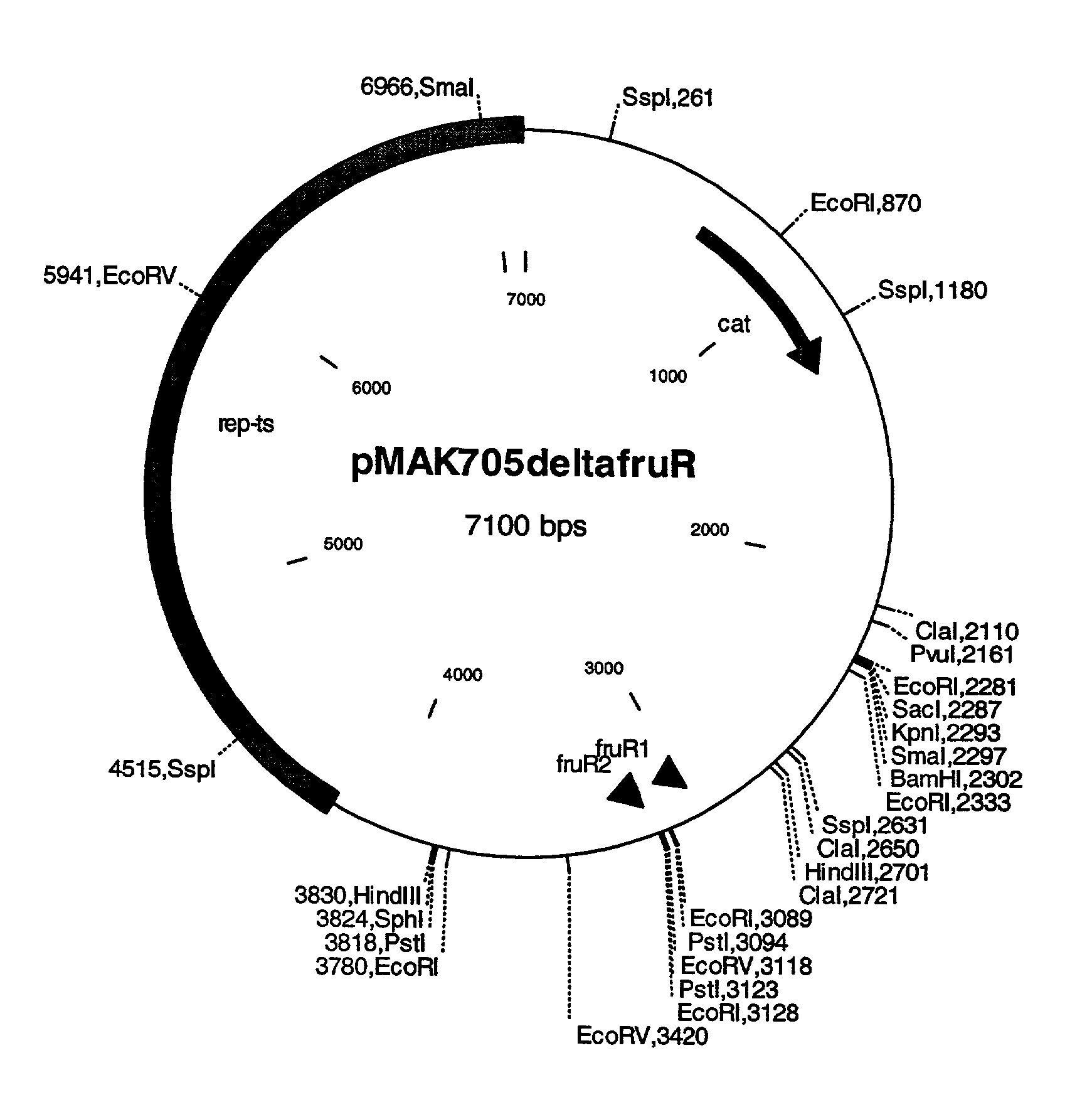 Process for the production of L-amino acids using strains of the family enterobacteriaceae that contain an attenuated fruR gene