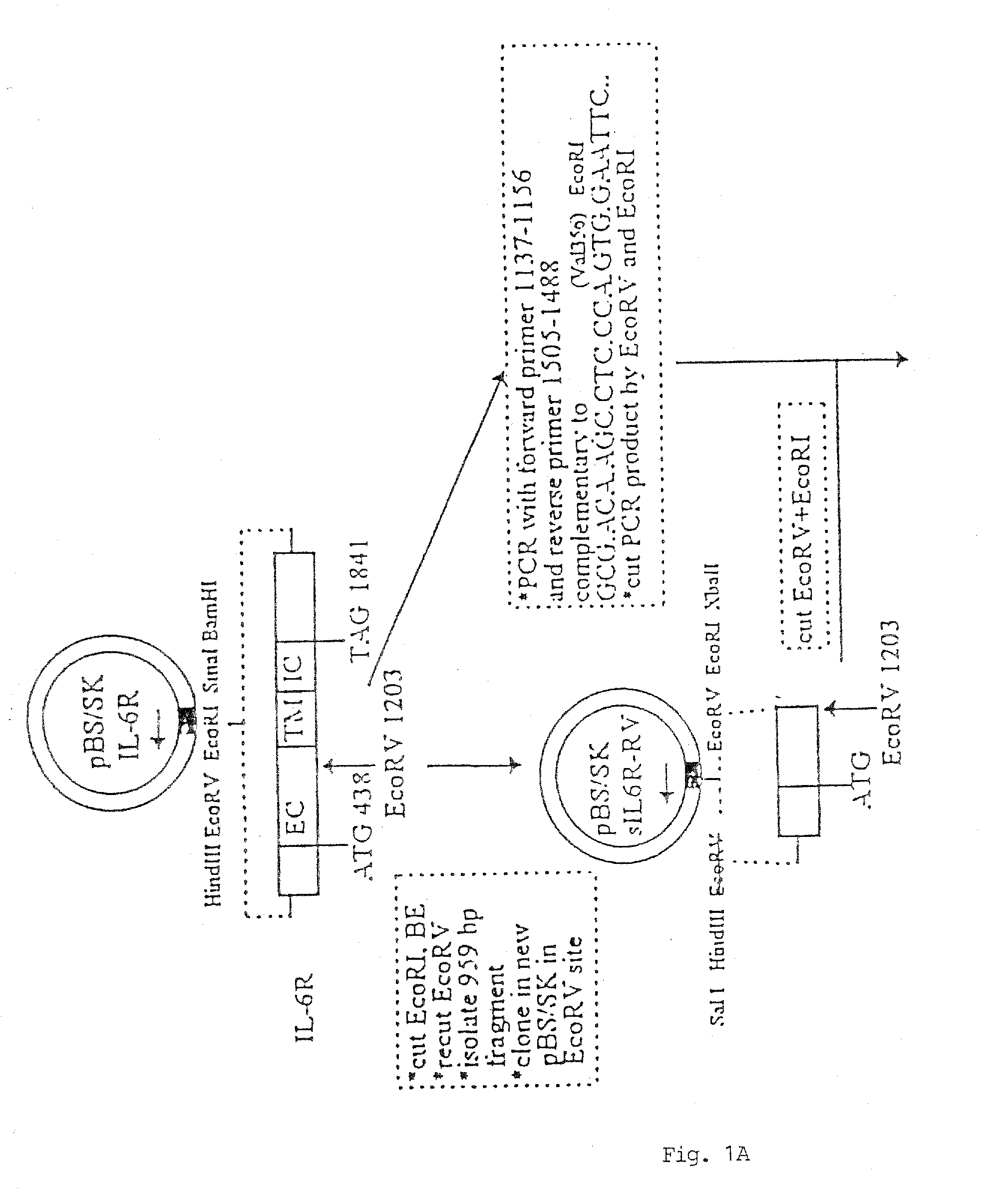 Chimeric Interleukin-6 Soluble Receptor/Ligand Protein, Analogs Thereof and Uses Thereof