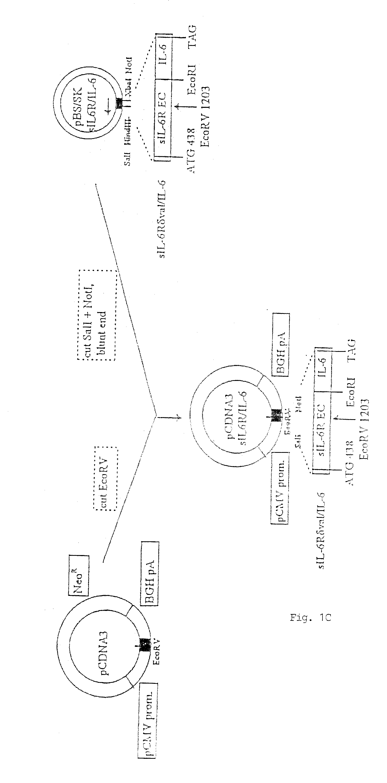 Chimeric Interleukin-6 Soluble Receptor/Ligand Protein, Analogs Thereof and Uses Thereof
