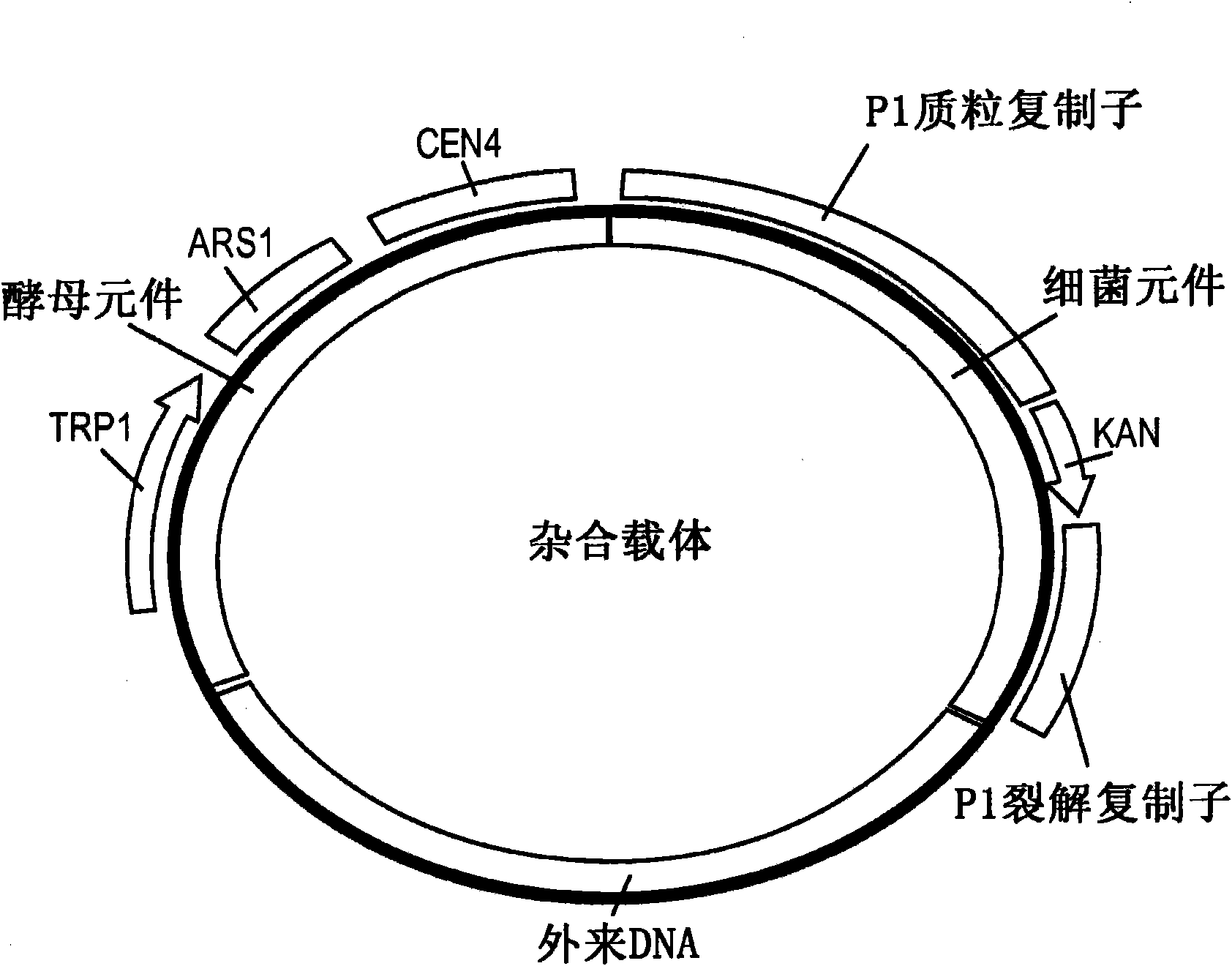 System for capturing and modifying large pieces of genomic DNA and constructing organisms with synthetic chloroplasts