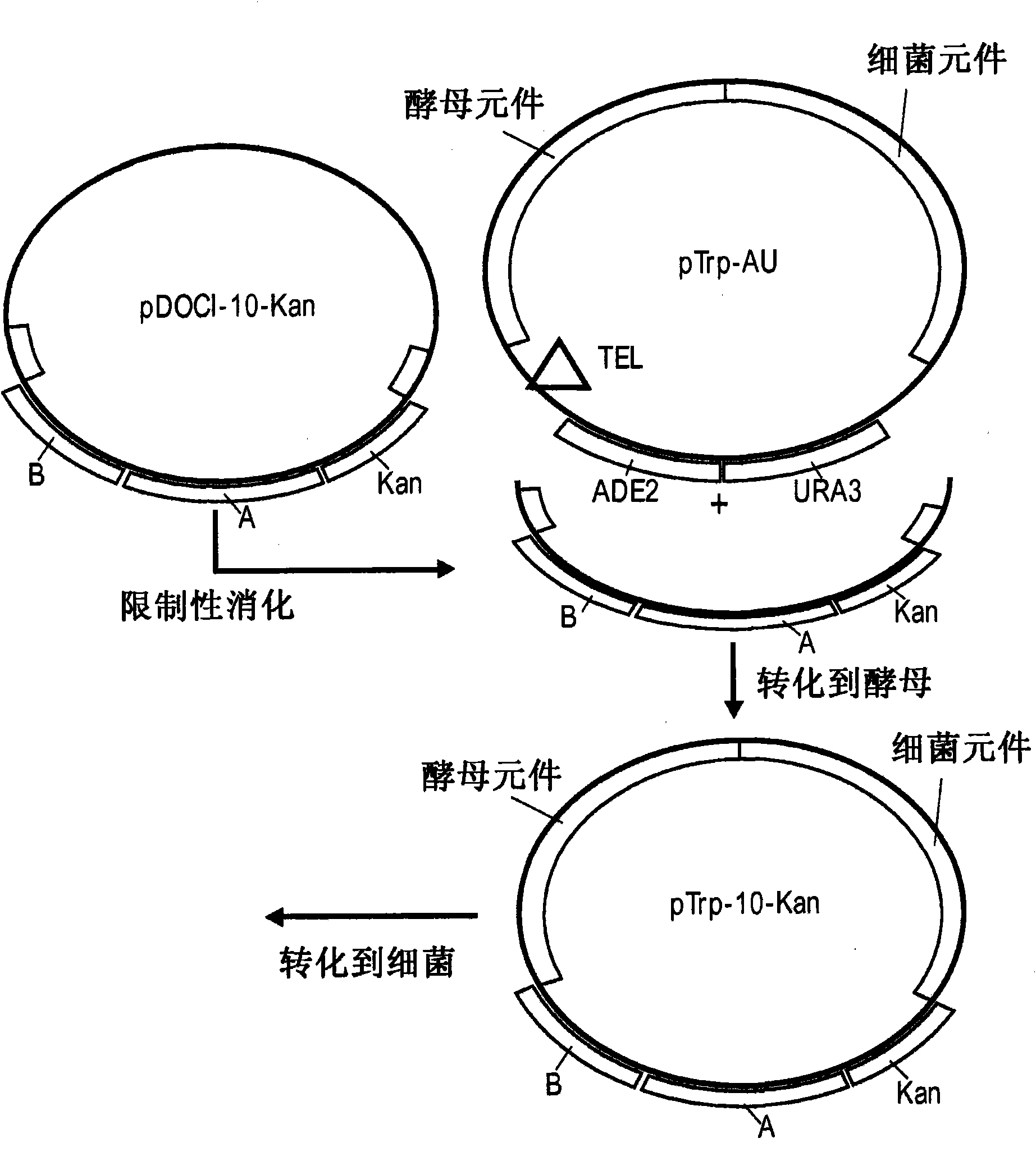 System for capturing and modifying large pieces of genomic DNA and constructing organisms with synthetic chloroplasts