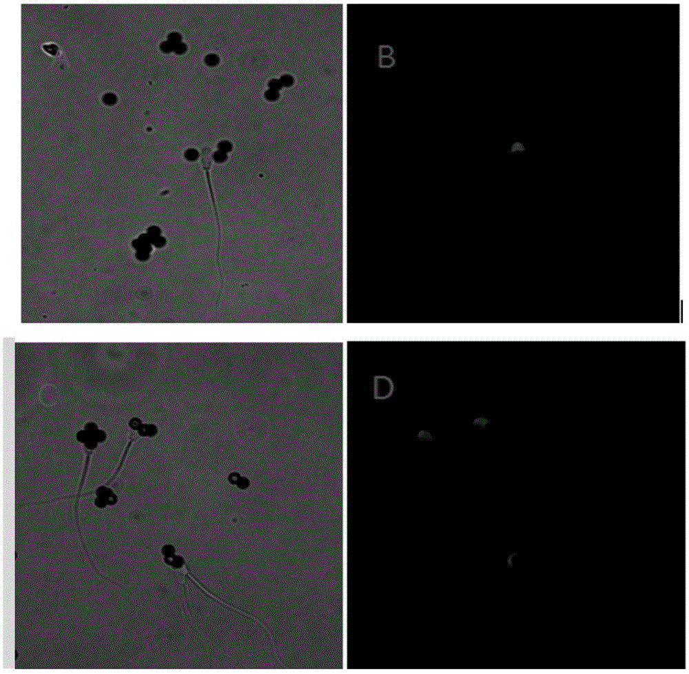 A method of removing defective sperms of mammal through immunomagnetic beads