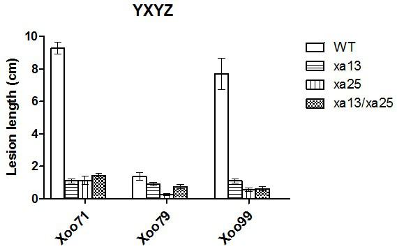 Two gRNA sequences simultaneously targeting genes xa13 and xa25 and efficiently creating resistance to bacterial blight rice