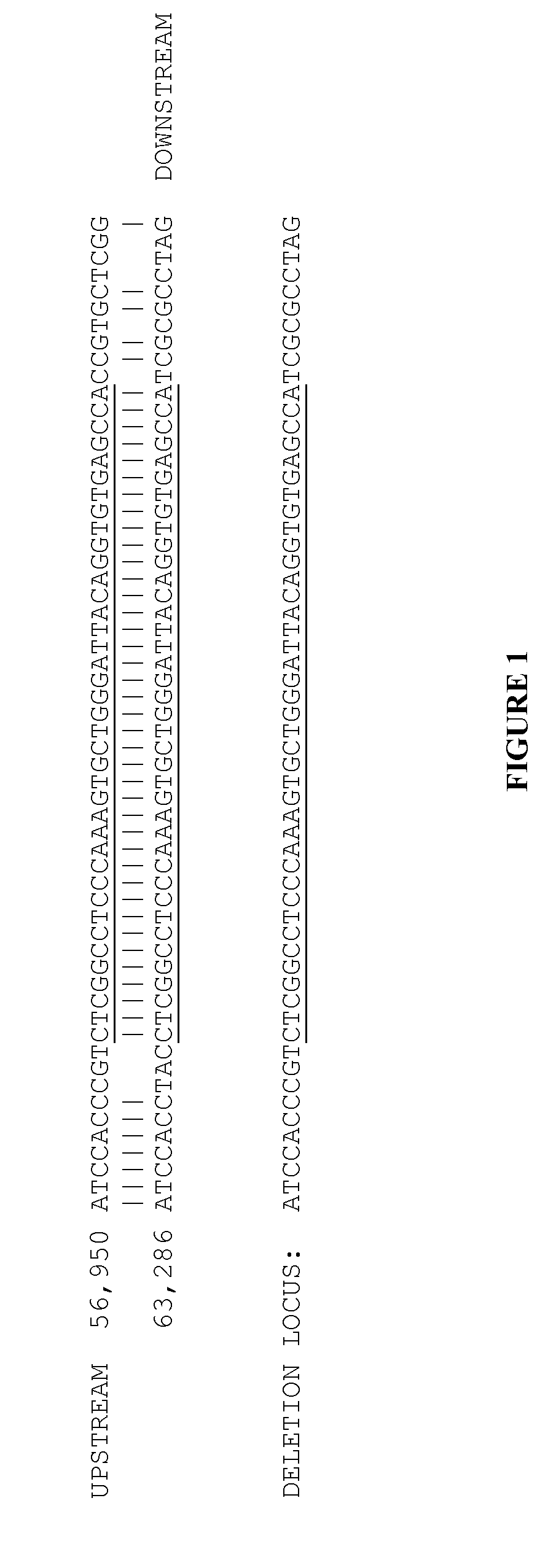 Large deletions in human brca1 gene and use thereof