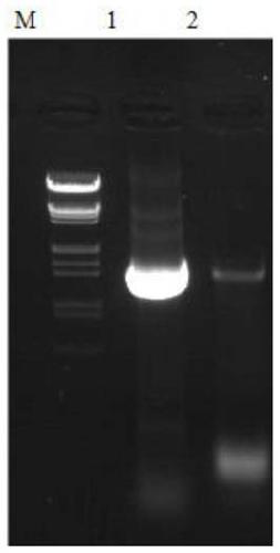 Gene enhancing herbicide resistance of rubber plants, mediating vector and application of gene