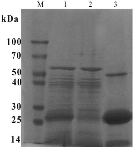 A purification method and application of porcine circovirus type 2 virus-like particles