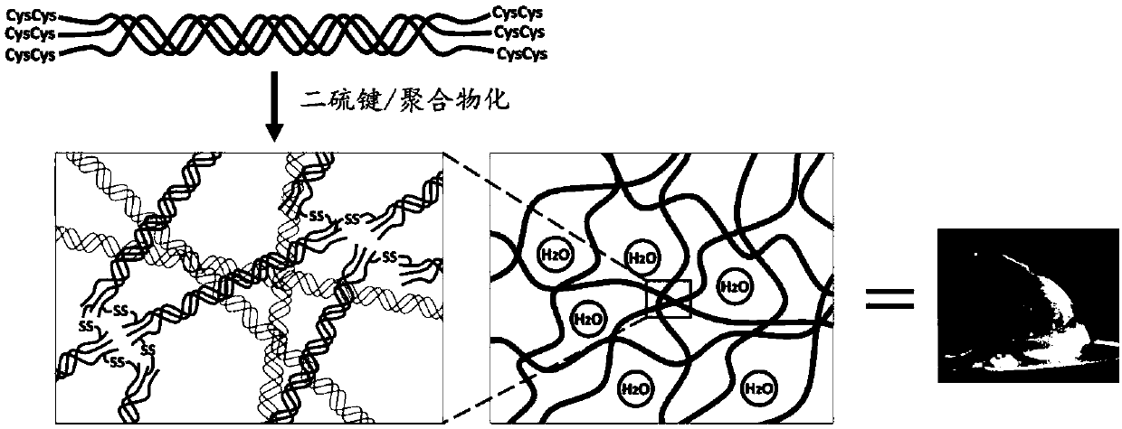 Polymerized peptide and gel having collagen-like structure