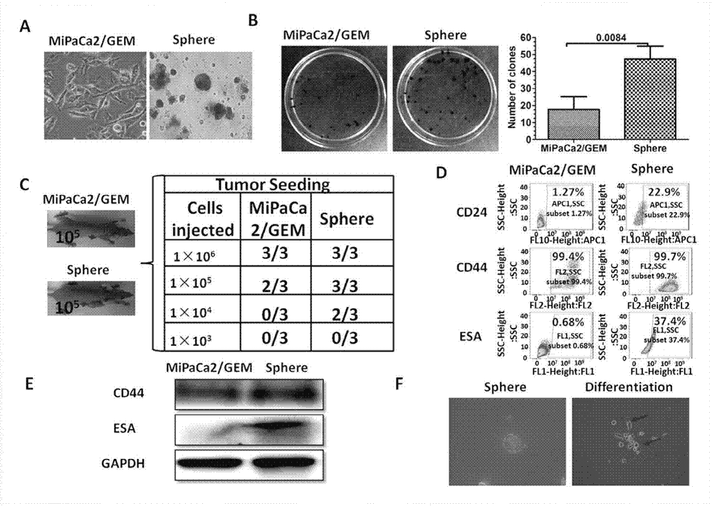 Applications of Bufalin in preparing preparation capable of realizing targeted inhibition on pancreatic cancer stem cells