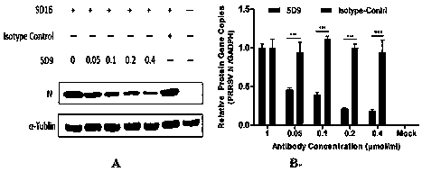PRRSV broad-spectrum neutralizing monoclonal antibody 5D9 and application thereof