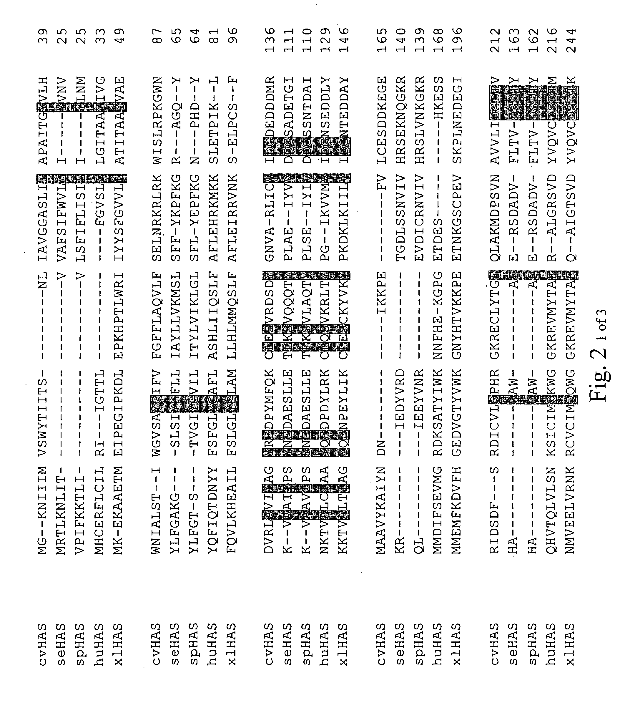 Hyaluronan synthase gene and uses thereof