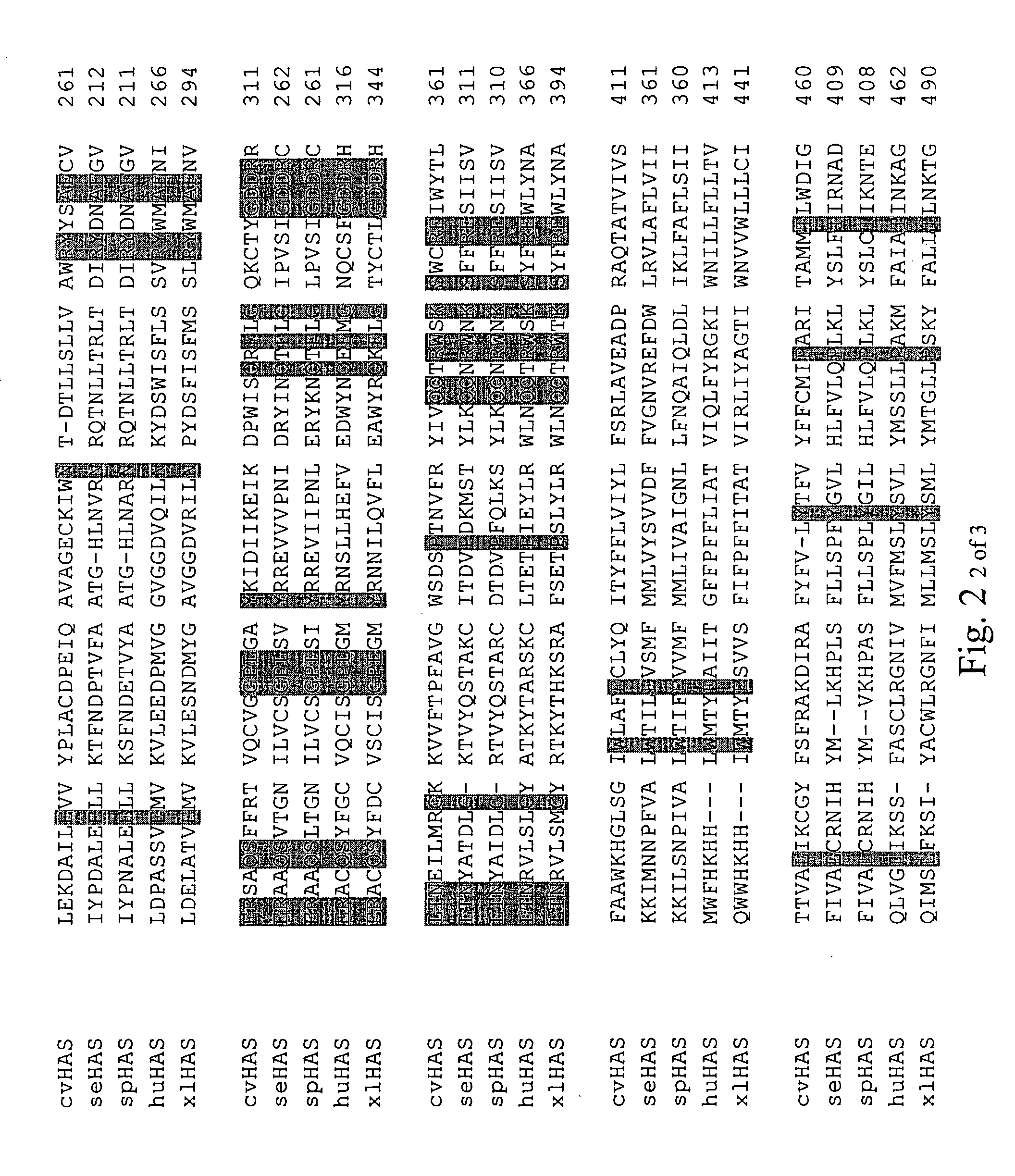 Hyaluronan synthase gene and uses thereof