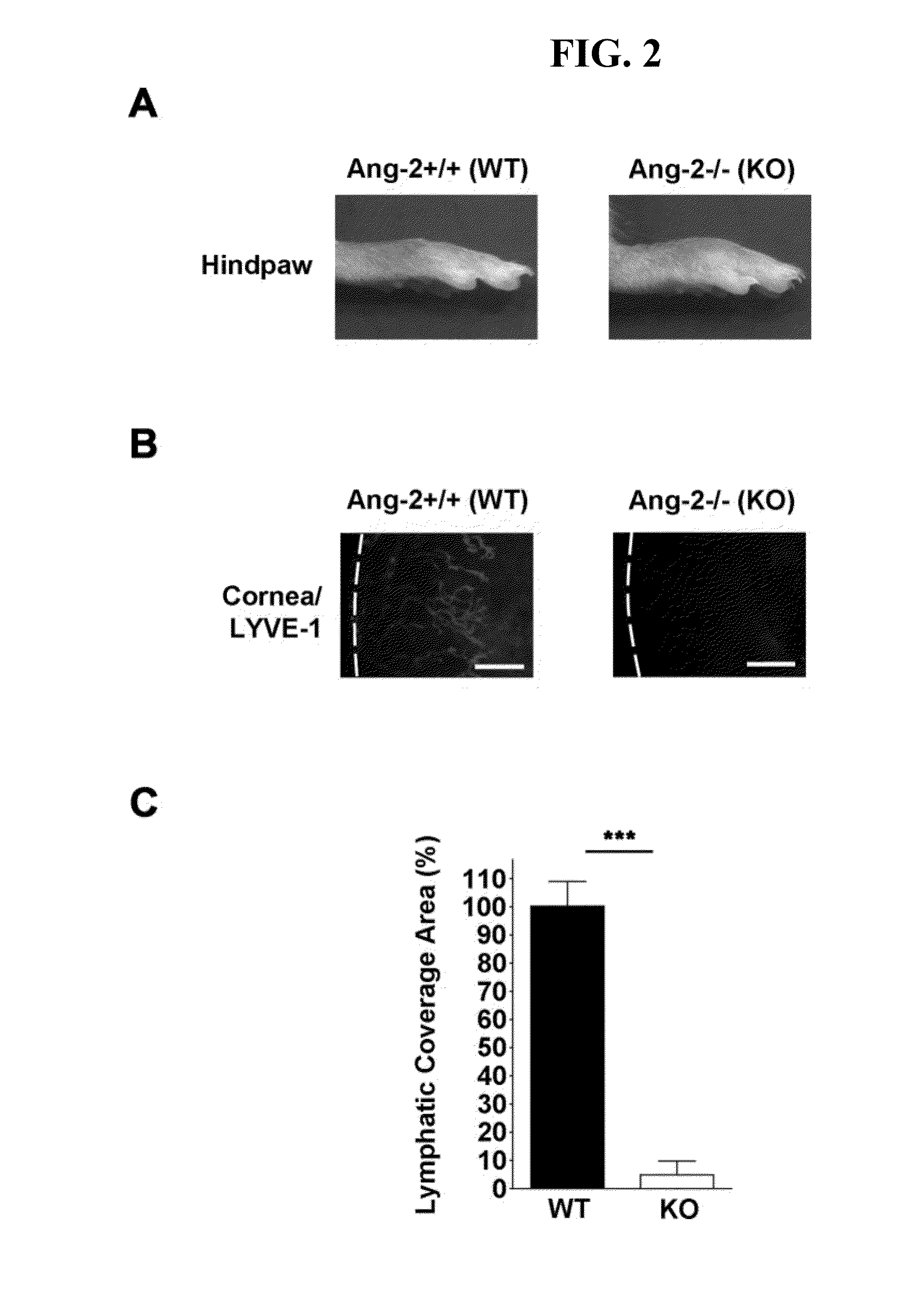 Methods of modulating lymphangiogenesis, e.g., to treat corneal transplant rejection, in a subject