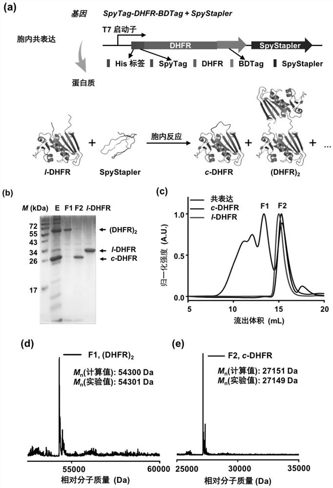 A high-efficiency polypeptide-polypeptide coupling system and method based on disordered protein coupling enzymes