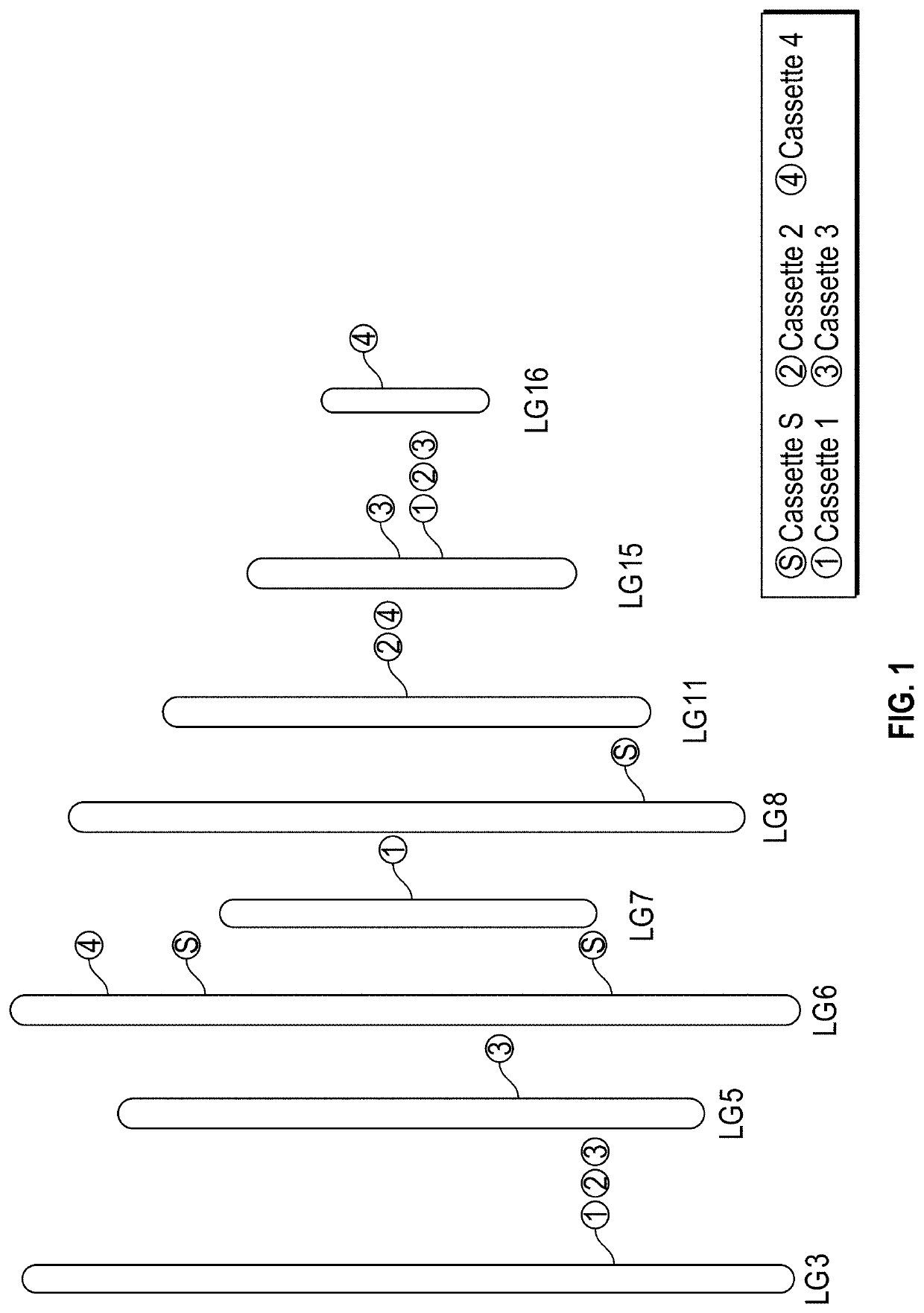 Sesame plants with improved organoleptic properties and methods thereof